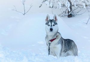 Regarder Husky dans la neige