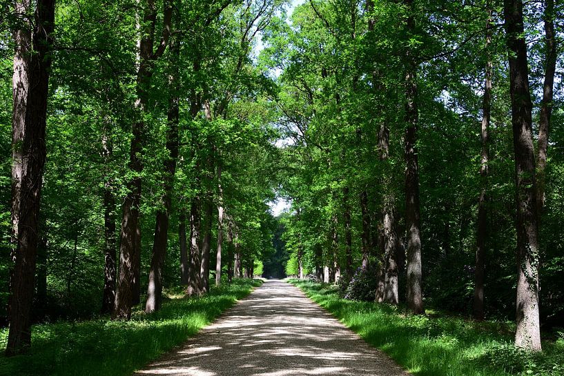 Eine Allee auf einem Samtanwesen von Gerard de Zwaan