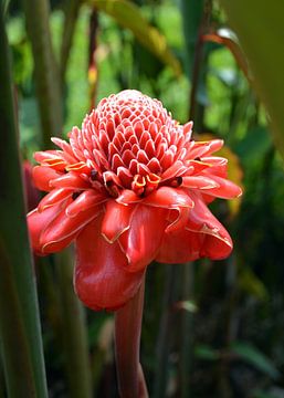 tropische bloem van Alex Neumayer