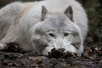 Lying Arctic alpha wolf