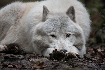 Lying Arctic alpha wolf by UnkczY