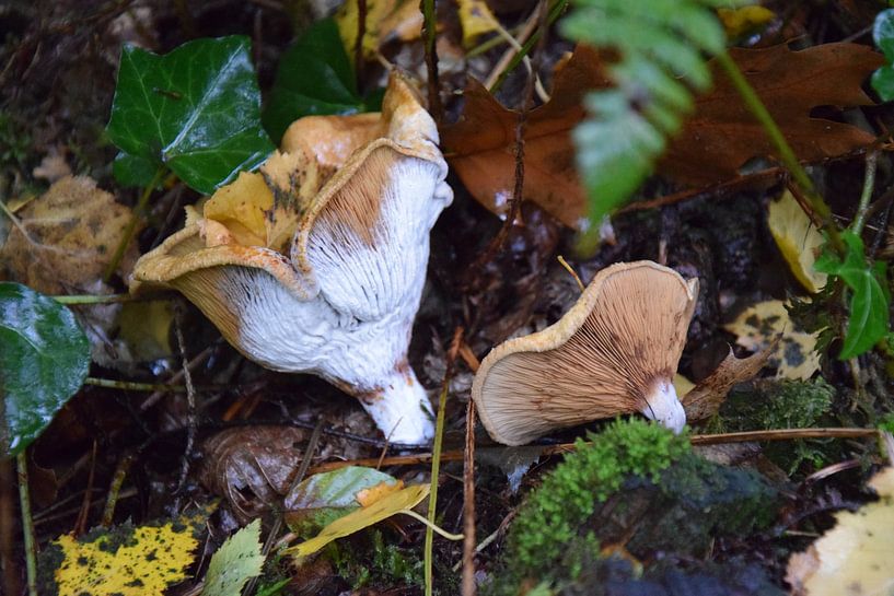 Champignon par Huub Westendorp