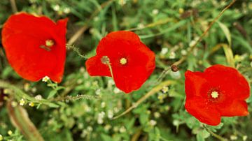 3 d'affilée sur Jurjen Melinga