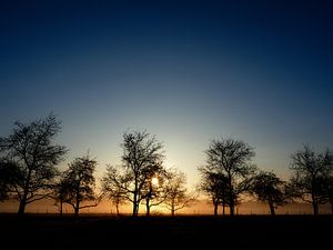 Trees in backlight sur Lex Schulte