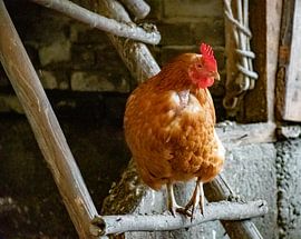 Sleeping in the henhouse by Truckpowerr