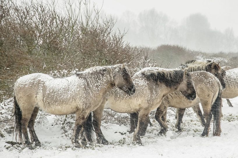 Konik horses in the snow by Dirk van Egmond