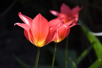 Tulpen in zonlicht / Tulips in sunlight van Henk de Boer
