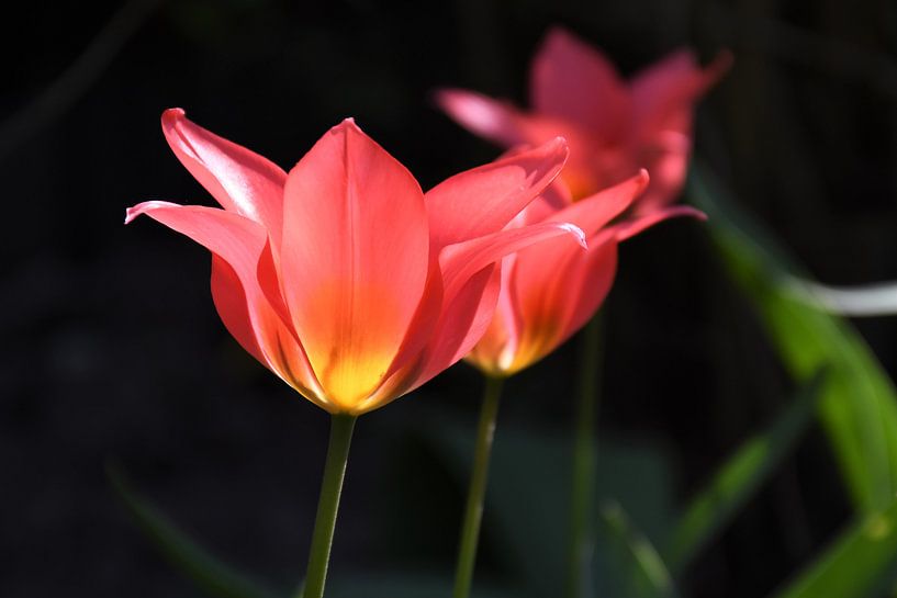 Tulipes au soleil / Tulipes au soleil par Henk de Boer