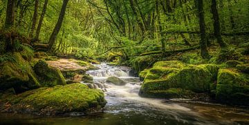 Jungle of Waterfalls by Loris Photography