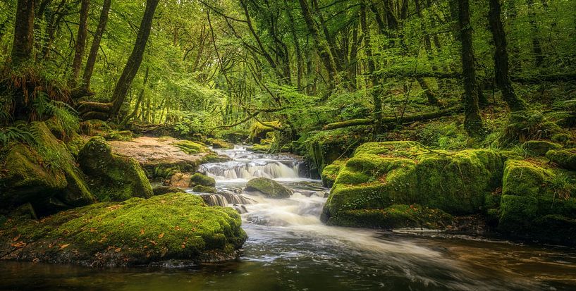 Jungle van Watervallen van Loris Photography