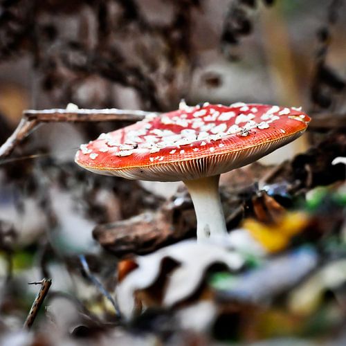 Red Mushroom
