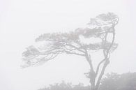 Nevelwoud Costa rica, misty forest van Corrine Ponsen thumbnail