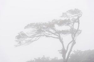Nebelwald von Corrine Ponsen