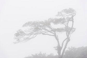 Nevelwoud Costa rica, misty forest van Corrine Ponsen