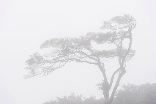Nevelwoud Costa rica, misty forest