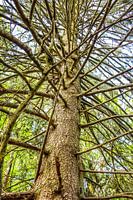 Branch tree