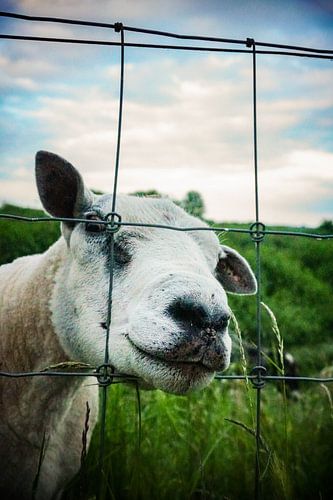 Een schaap die aandacht wil