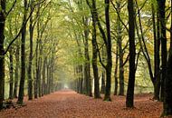 Wanderweg im Wald mit Perspektive auf die Herbstbaumreihe von Trinet Uzun Miniaturansicht