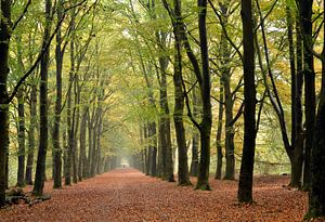 Wanderweg im Wald mit Perspektive auf die Herbstbaumreihe