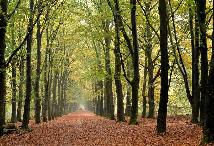 Wanderweg im Wald mit Perspektive auf die Herbstbaumreihe von Trinet Uzun