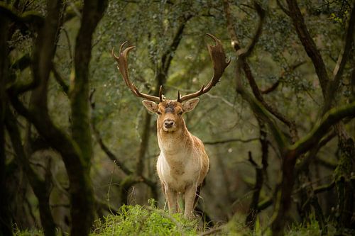 Deer in the woods