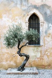 Un olivier devant une architecture historique sur Poster Art Shop