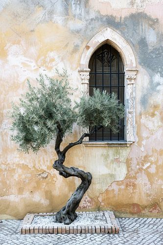 Olivenbaum vor historischer Architektur von Poster Art Shop