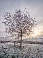 Winterse zonsopkomst