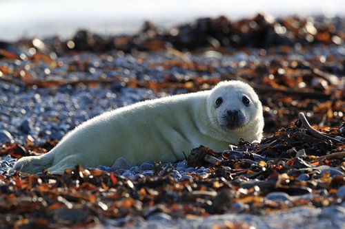 Grijze Zeehond Brul Helgoland Eiland Duitsland