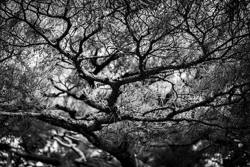 Japanischer gewundener Baum Schwarz-Weiß-Fotodruck