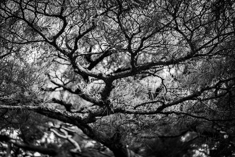 Japanischer gewundener Baum Schwarz-Weiß-Fotodruck von Manja Herrebrugh - Outdoor by Manja