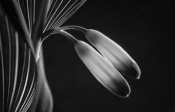 Solomon seal in black and white by Angelika Beuck