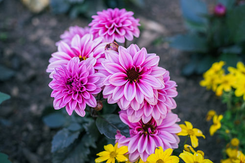 Dahlia bloemen in Trier