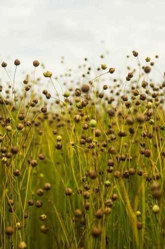 Wilde bloemen op een akker