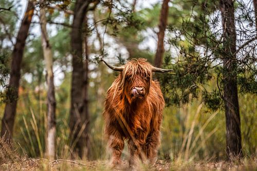Scottish Highlander