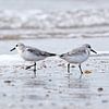 Strandläufer nach links, Strandläufer nach rechts von Detlef Schöler Fotografie