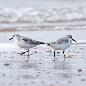 Strandläufer nach links, Strandläufer nach rechts von Detlef Schöler Fotografie