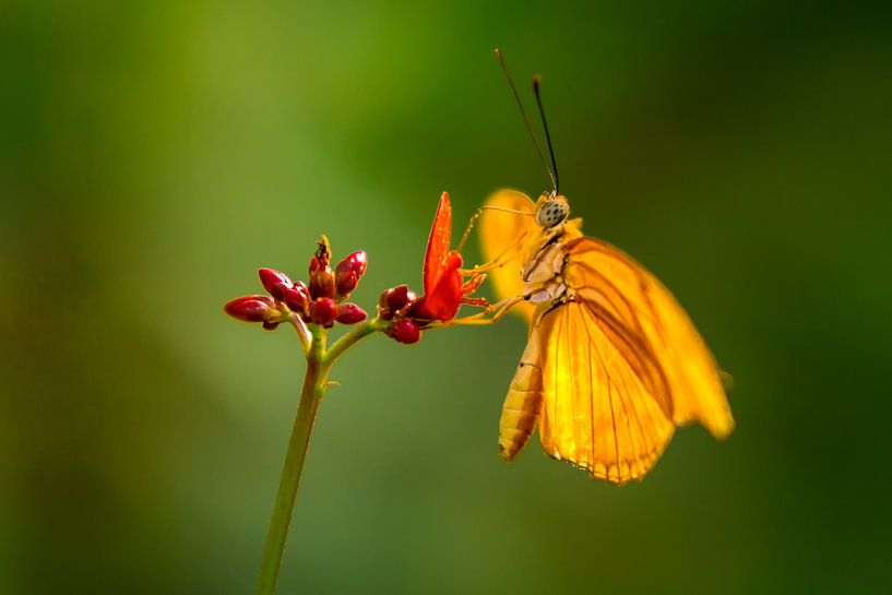 De oranje vlinder par Ralf Linckens
