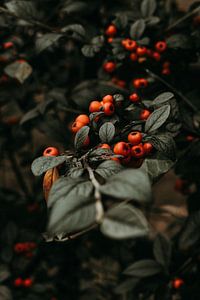Herbst im Wald von Tessa Dommerholt