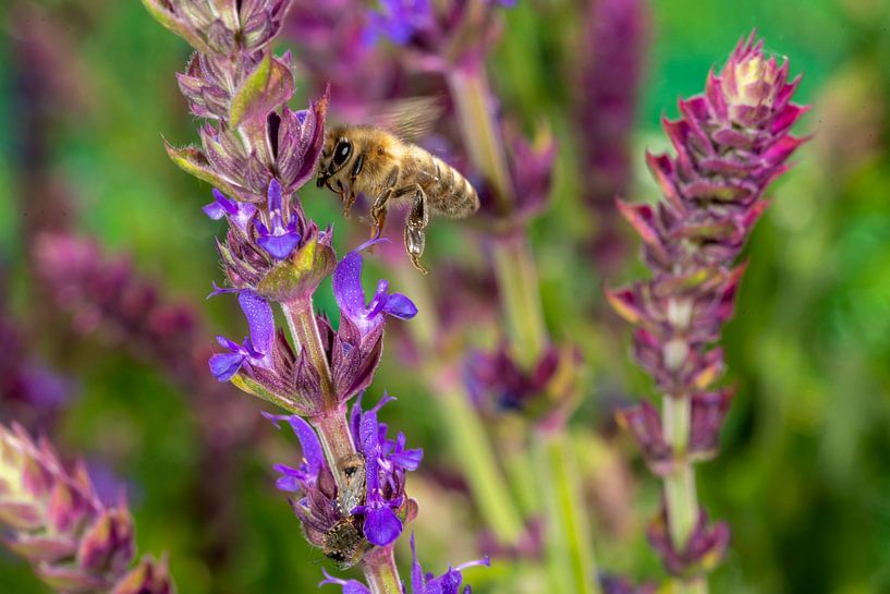 Honey bee at the lavender blossom by Hans-Jürgen Janda