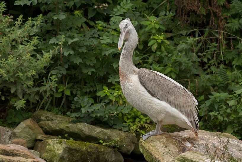Crisp Pelican by Maarten Verhees