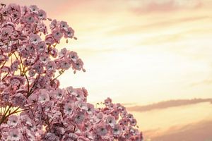 fleurs de cerisier japonaises au coucher du soleil