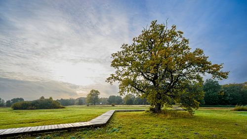 Stream valley near Renkum