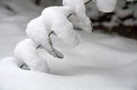 Schneespirale von FotoGraaG Hanneke Miniaturansicht