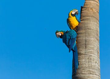 A pair of Blue-and-yellow Macaws on the lookout by Lennart Verheuvel
