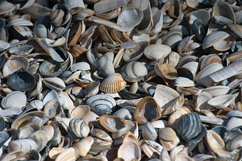 Shell structure on the coast