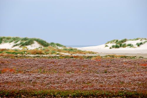 Bloeiend lamsoor op de Boschplaat op Terschelling.