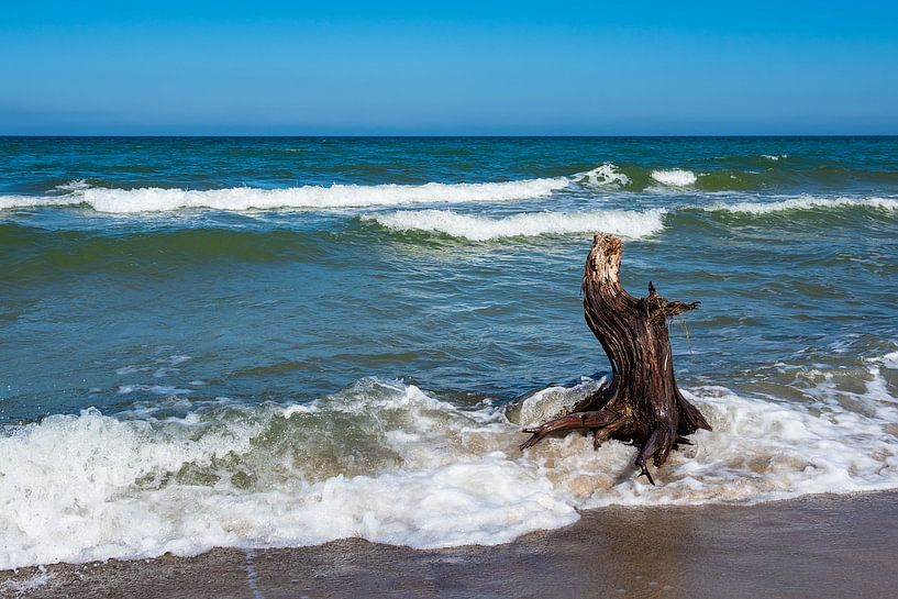 Trunk on shore of the Baltic Sea van Rico Ködder