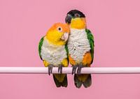 Caique parrots
