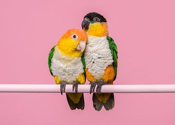 Caique papegaaitjes van Elles Rijsdijk
